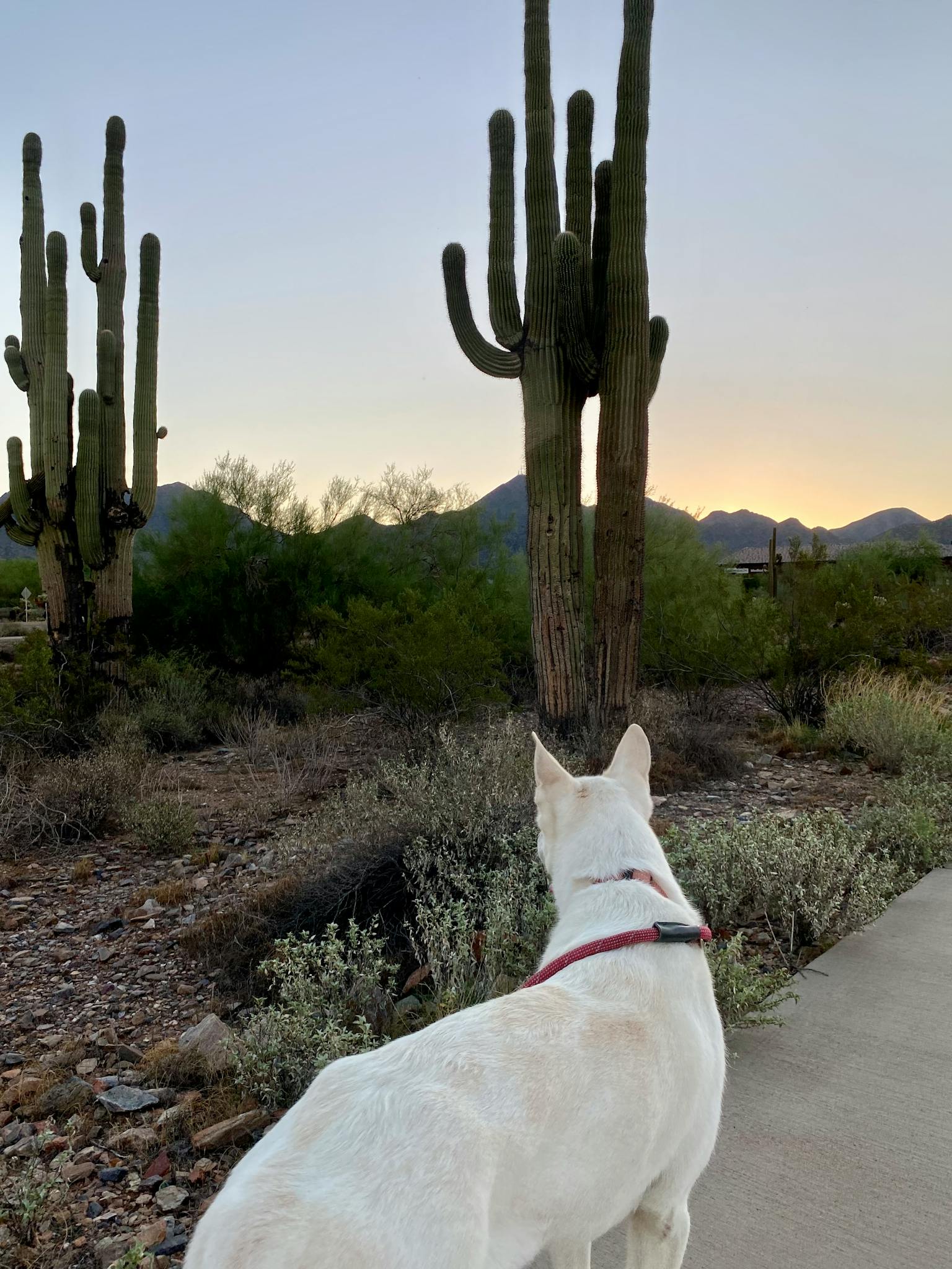 Different types of windshield wiper blades